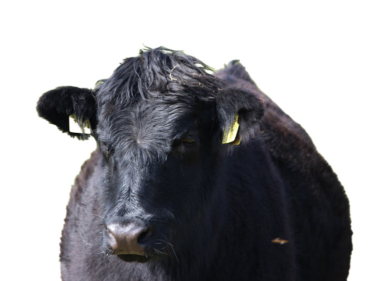 Welsh-Black Rind auf weißem Hintergrund